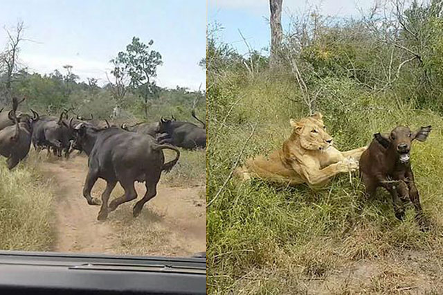 Bị bầy đàn bỏ rơi, trâu rừng con chết thảm trước nanh vuốt sư tử