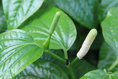 Cách dùng nắm lá lốt điều trị dứt điểm bệnh thoái hóa đốt sống cổ lâu năm, vừa đơn giản lại hiệu quả