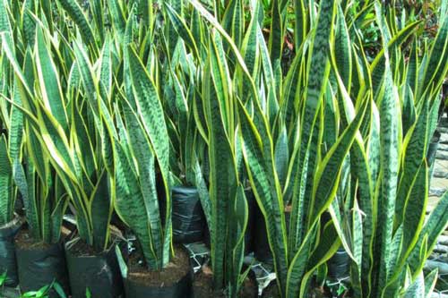 3 loại cây quen thuộc có khả năng giải độc cực tốt