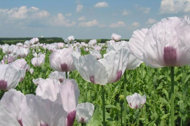 Ba loài thực vật "sát thủ" của nhân loại, loài thứ 3 giết chết 7 triệu người mỗi năm!