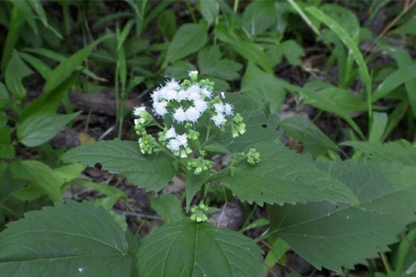 Loài hoa mỏng manh từng cướp đi sinh mạng hàng nghìn người