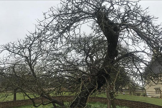 Sau gần 400 năm, cây táo của Newton vẫn đơm hoa kết trái