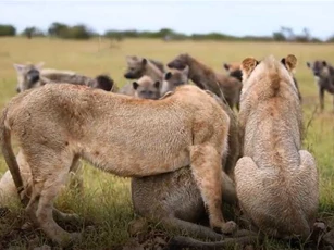 CLIP: 4 con sư tử run rẩy khi đụng độ đàn linh cẩu