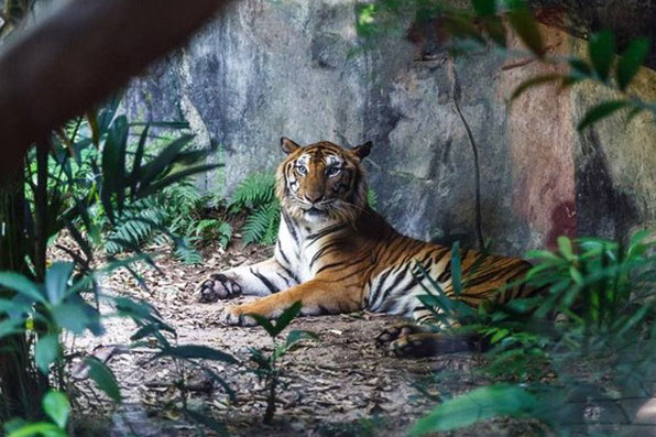 Làn sóng tuyệt chủng động vật đang tăng tốc