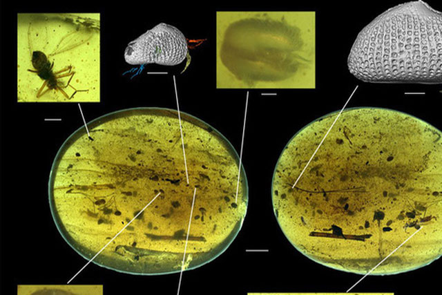 Tế bào tinh trùng khổng lồ với niên đại 100 triệu năm trong miếng hổ phách