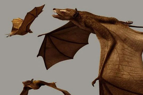 Gi&#x1EA3;i &#x111;&#xE1;p th&#x1EAF;c m&#x1EAF;c: Lo&#xE0;i d&#x1A1;i &#x111;&#xE3; ti&#x1EBF;n h&#xF3;a t&#x1EEB; con v&#x1EAD;t g&#xEC;? T&#x1ED5; ti&#xEA;n c&#x1EE7;a ch&#xFA;ng c&#xF3; ph&#x1EA3;i l&#xE0; lo&#xE0;i chu&#x1ED9;t kh&#xF4;ng?