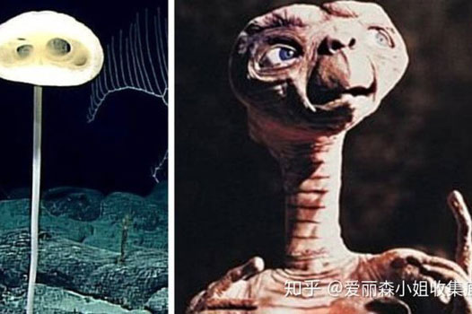 Phát hiện loài bọt biển ET trong 'Khu rừng kỳ dị' ở Thái Bình Dương trông giống như một sinh vật ngoài hành tinh