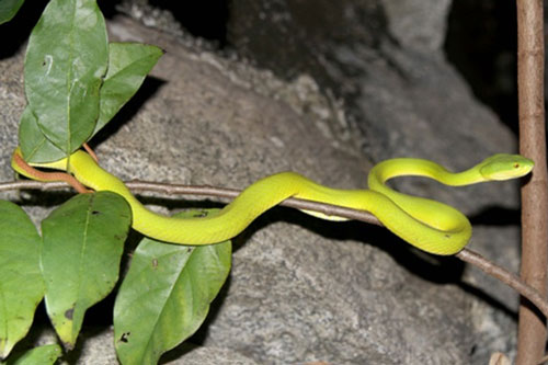 Ra vườn hái rau, người đàn ông bị rắn lục đuôi đỏ tấn công