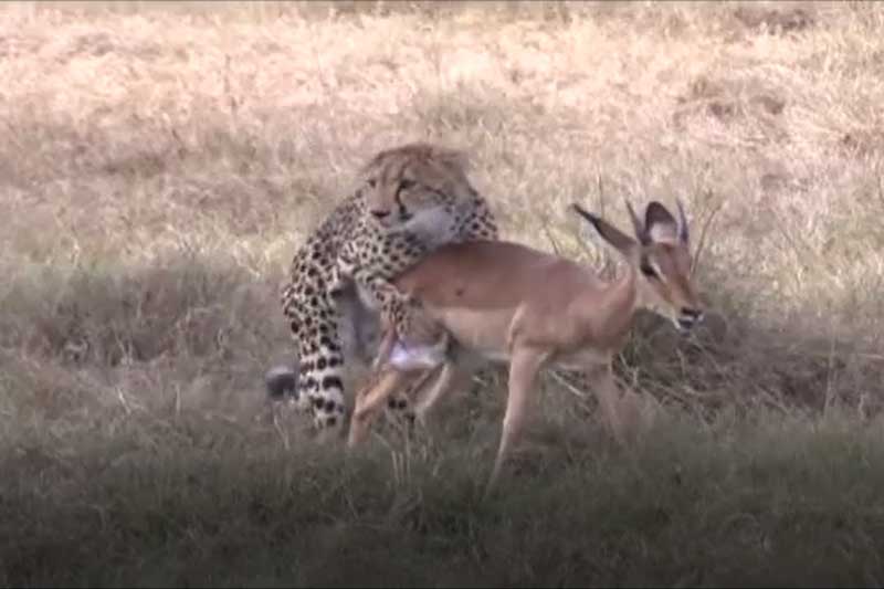 CLIP: Linh dương Impala chết thảm dưới nanh vuốt báo săn