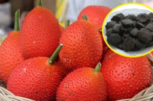 Lợi ích tuyệt vời của hạt gấc, rất nhiều người vẫn bỏ phí