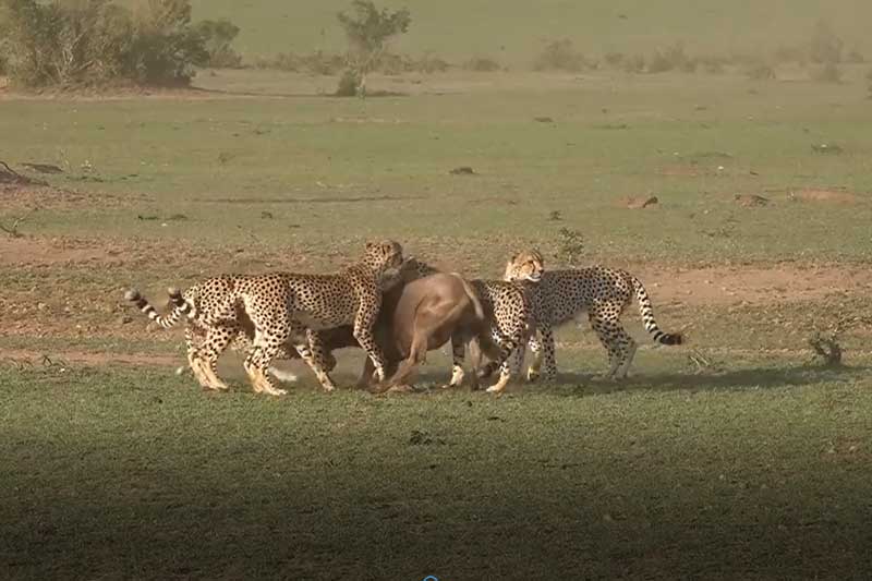 CLIP: Mai phục khéo léo, đàn báo săn đoạt mạng linh dương đầu bò trong vòng "một nốt nhạc"