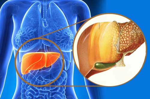 Muốn lấy lại cân bằng cho gan nhiễm mỡ cứ ăn 5 loại thực phẩm này, gan khỏe trông thấy