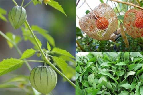 M&#x1ECD;c b&#x1EDD;, m&#x1ECD;c b&#x1EE5;i &#x1EDF; Vi&#x1EC7;t Nam ch&#x1EA3; ai th&#xE8;m, nh&#x1EEF;ng lo&#x1EA1;i c&#xE2;y c&#x1EE7; n&#xE0;y &quot;xu&#x1EA5;t ngo&#x1EA1;i&quot; l&#x1EA1;i h&#xE0;ng hi&#x1EBF;m