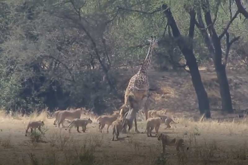 CLIP: Hươu cao cổ bỏ mạng trong vòng vây của 12 con sư tử