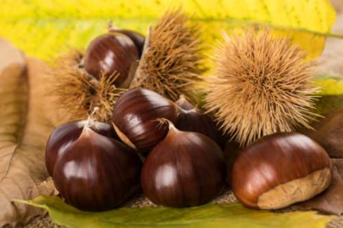 Loại thực phẩm được mệnh danh là "vua của các loại quả khô", phòng ngừa nhiều bệnh