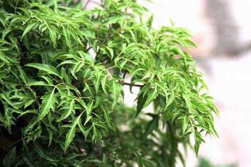 Lợi ích "vàng" của lá đinh lăng