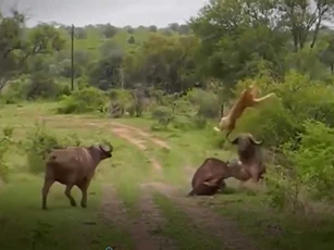 CLIP: Những trận thua "sấp mặt" của sư tử khi đụng độ trâu rừng
