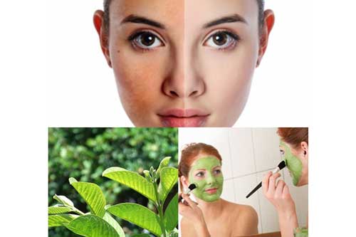 Cách trị mụn đầu đen bằng lá ổi hiệu quả