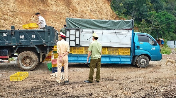 Cao Bằng: Tịch thu, tiêu hủy 12.000 con giống gia cầm không rõ nguồn gốc xuất xứ
