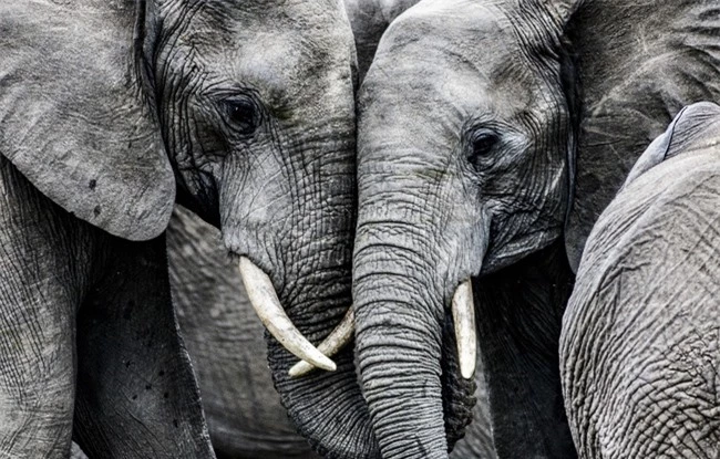 Đã có lời giải cho cái chết bí ẩn của 350 con voi Nam Phi ở Botswana - Ảnh 1.