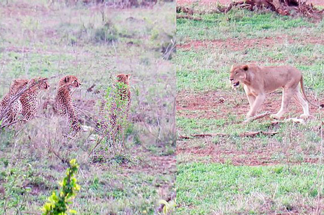 Sư tử ngang nhiên cướp mồi của 5 con báo săn