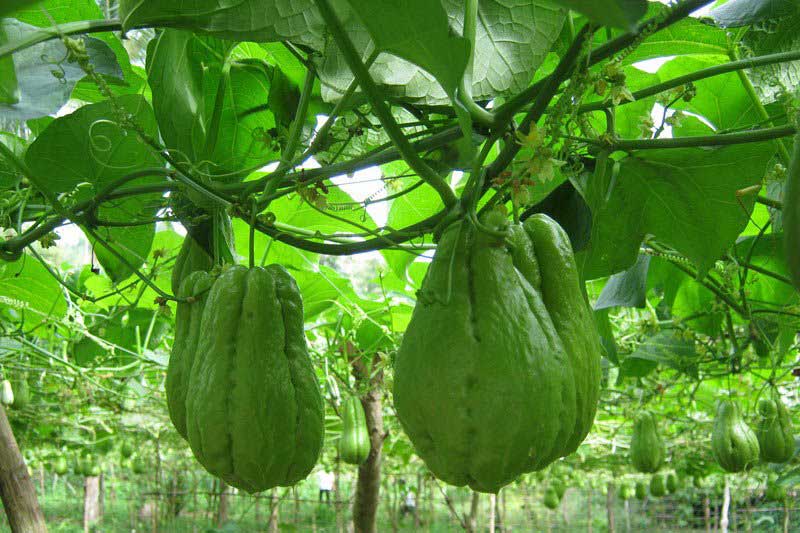 Bất ngờ với lợi ích tuyệt vời của quả su su