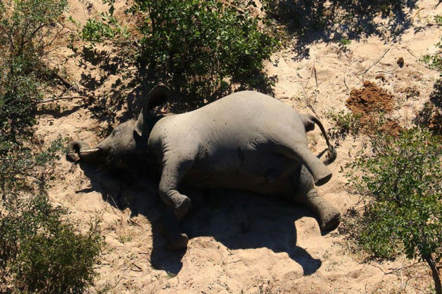 Đã có lời giải cho cái chết bí ẩn của 350 con voi Nam Phi ở Botswana