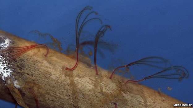 Ám ảnh 'quái vật' sâu cổ đại ăn xương động vật