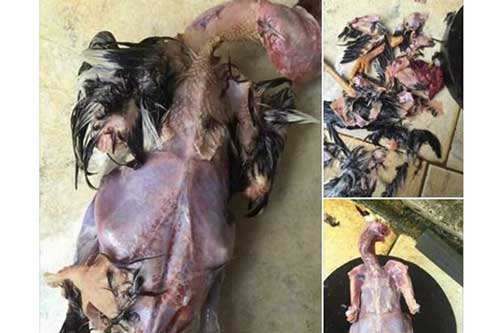 'Cười không nhặt được mồm' với cách làm thịt gà bá đạo của nàng dâu 'khéo tay nhất Vịnh Bắc Bộ'