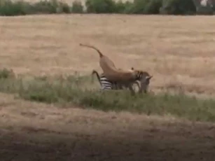 CLIP: Sư tử hạ gục ngựa vằn trong "tích tắc"