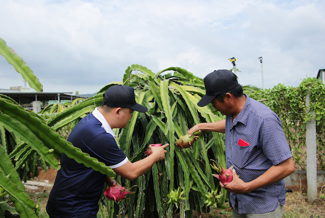 Tăng đầu ra cho nông sản trên nền tảng ứng dụng công nghệ