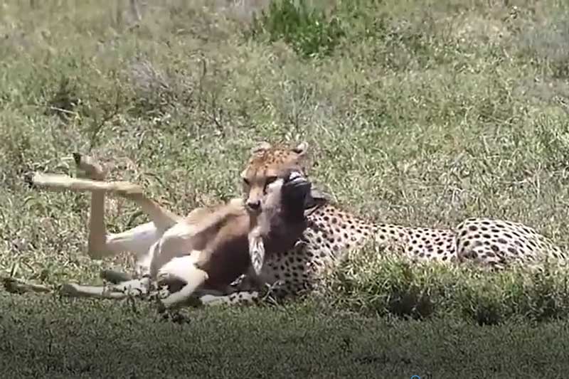 CLIP: Linh dương đầu bò lạc mẹ chạm mặt báo săn và cái kết