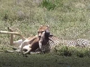 CLIP: Linh dương đầu bò lạc mẹ chạm mặt báo săn và cái kết