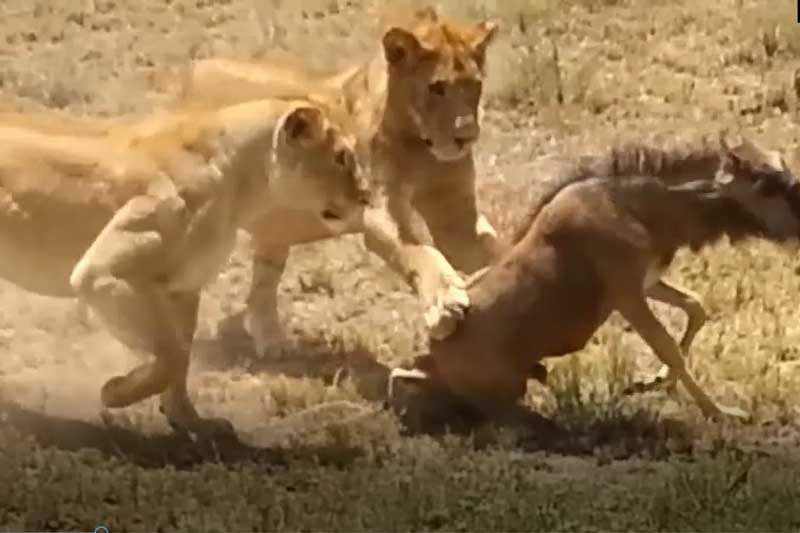 CLIP: Linh dương đầu bò "dở sống dở chết" vì bị hai con sư tử hành hạ