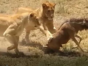CLIP: Linh dương đầu bò "dở sống dở chết" vì bị hai con sư tử hành hạ