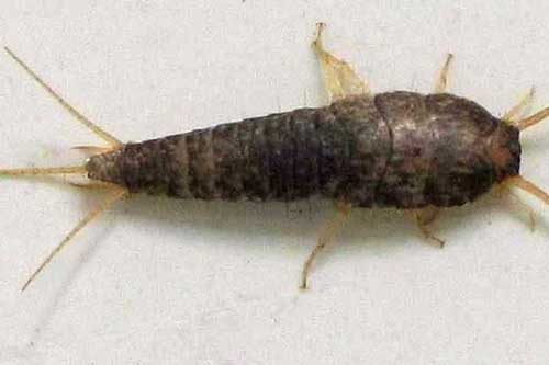 Khám phá sự thật về con mọt sách, chúng không chỉ ăn sách mà còn ăn tất cả các chất hữu cơ trong nhà bạn