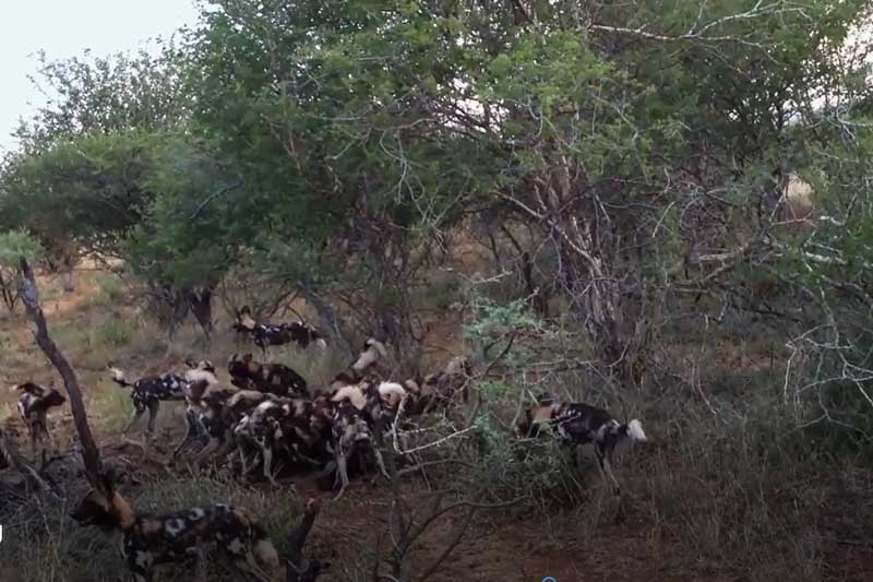 CLIP: Linh dương đầu bò chết thảm khi đụng độ đàn chó hoang