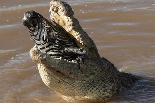 Cá sấu khổng lồ ngoạm trọn đầu ngựa vằn