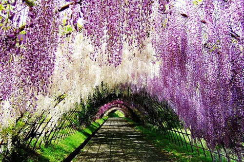 Cây Tử Đằng trồng 10 năm mới có hoa nhưng sơ sẩy là mất mạng