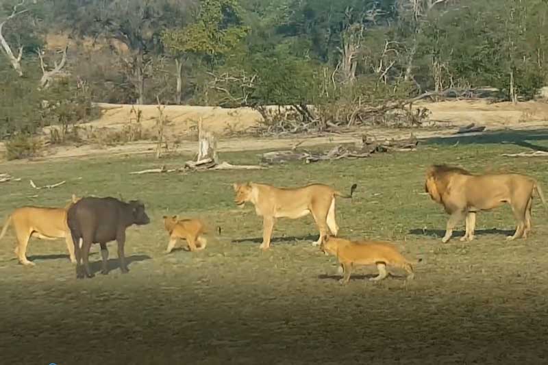 CLIP: Trâu rừng bỏ mạng dưới nanh vuốt của đàn sư tử
