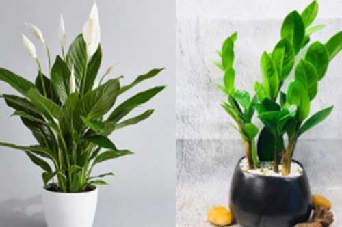 Những loại cây cảnh có độc, nhà có trẻ con không nên trồng