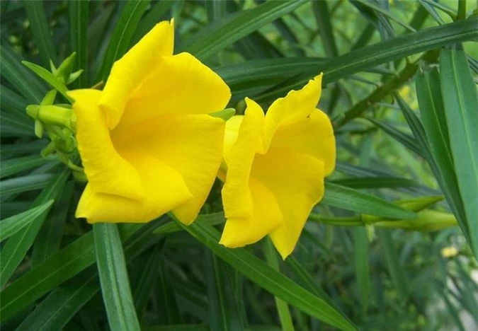Hoa của cây huỳnh liên có màu sắc vàng óng sặc sỡ thu hút người nhìn. Ảnh minh họa
