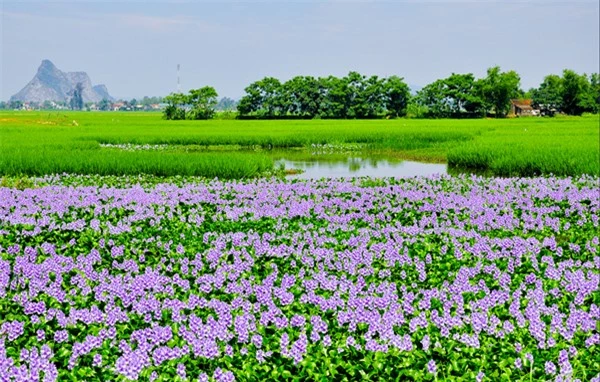 Lục bình là loài cây hoang dã quen thuộc gắn liền với các vùng quê ở Việt Nam
