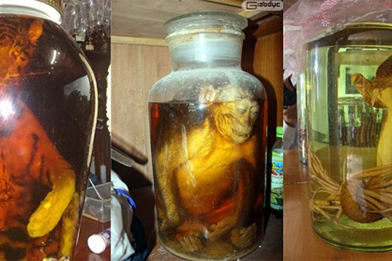 Cảnh báo những sai lầm có thể dẫn đến 'chết người' khi ngâm rượu thuốc