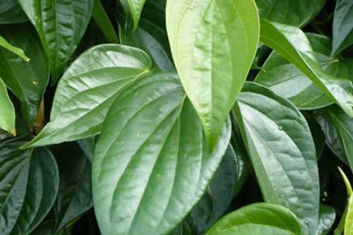 Công dụng chữa bệnh bất ngờ từ lá trầu không