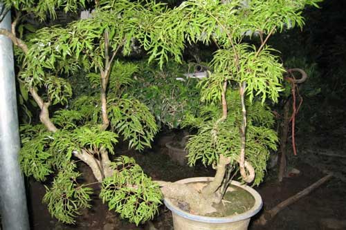 Loại cây được mệnh danh là nhân sâm quý dành cho người nghèo ở Việt Nam