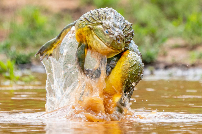 Màn tranh giành bạn tình trên sông nước đầy gay cấn: '7-7-49' thế võ được phô ra để giành chiến thắng, nhưng kết cục sau cùng gây khó hiểu