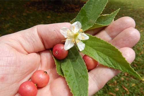 Quả trứng cá - 'thần dược' chữa bệnh ngoài vỉa hè