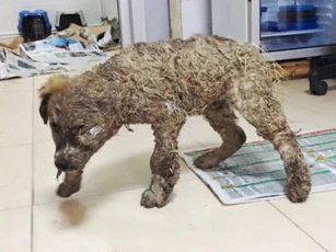 Thấy con vật cứng đờ như tượng, mặt méo xệch không rõ danh tính, người dân vội vàng báo đội cứu hộ và đau xót khi biết chuyện đã xảy ra