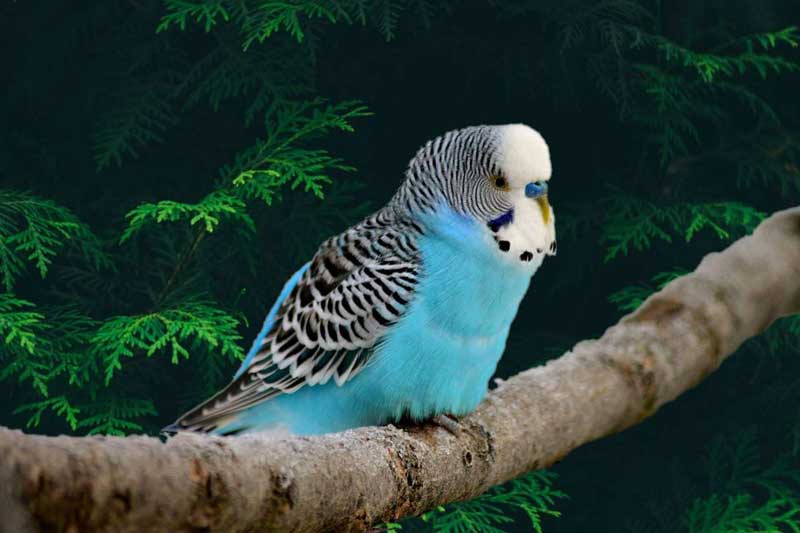 Top 10 loài chim biết nói thông minh nhất thế giới